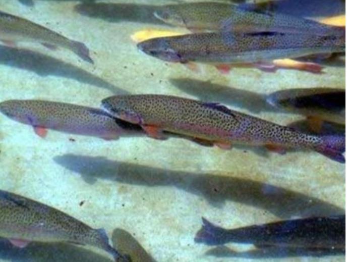 它进入中国市场41年,价格曾高达80一斤,如今市场30一斤无人问津