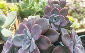 闰月出生好吗？闰月出生命途多舛？