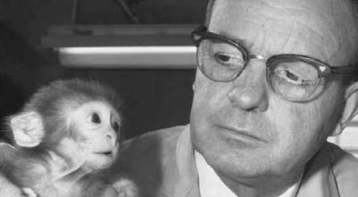 ​代母实验，这个用猴子做的残忍实验，揭示了父母养育孩子的关键