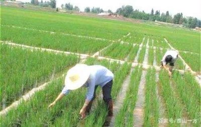 ​北流侬经常说的“肥水不流外人田”是什么意思？