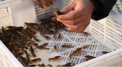 ​淮安盱眙：小龙虾“链”出大产业