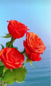 ​别去打扰那个、不愿意回复你信息的人