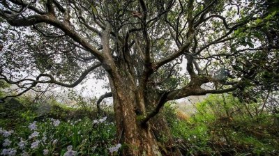 ​巫溪老鹰茶：历史与味蕾的绝美交响