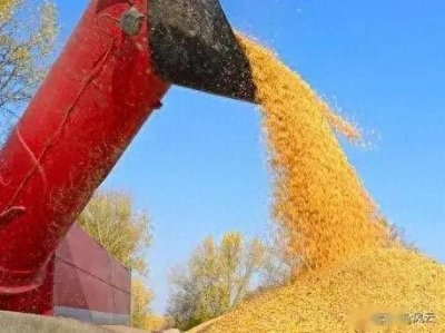 ​国储开收成效显著。黑龙江干、湿玉米全涨，10月31日国内玉米价格