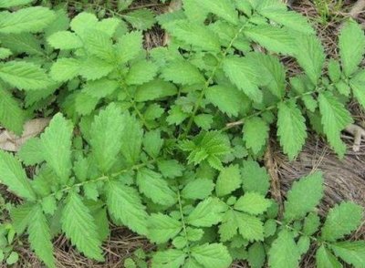 ​民间把它叫做龙牙，价值非常珍贵，为何农村孩子见到就跑