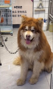 ​越扒越有！潘宏更多黑历史被扒，同行揭露真面目，风波涉及陈乔恩