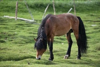 ​俗语：“好马不吃回头草”，下半句才是精华，可惜鲜少人知道