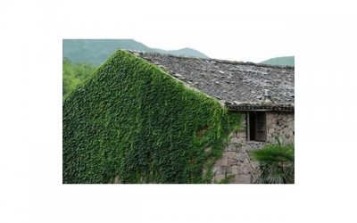 ​如何使大脑开窍变聪明