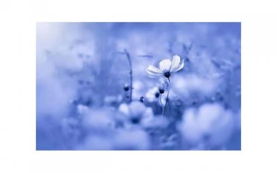 ​猪猪女孩是什么意思（如何做一个真正精致的猪猪女孩）