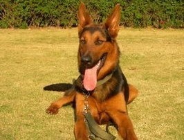 苏联当年援助中国的军警犬：苏联红超级霸气