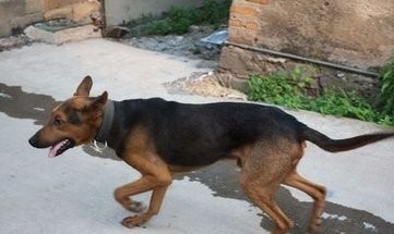 苏联当年援助中国的军警犬：苏联红超级霸气