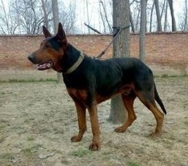 苏联当年援助中国的军警犬：苏联红超级霸气