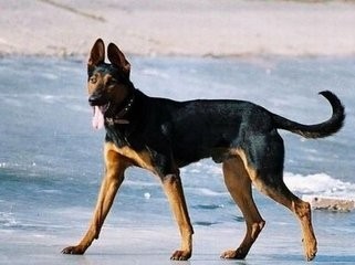 苏联当年援助中国的军警犬：苏联红超级霸气