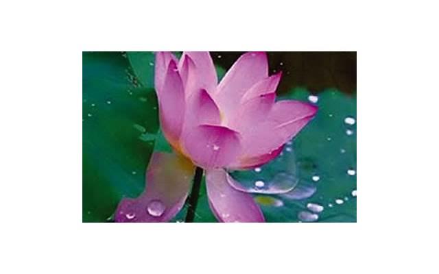 金牛座恋爱中的表现：如何识别他们对你的感情