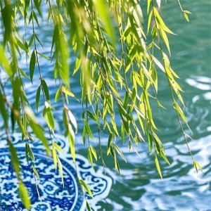 ​春风如贵客，一到便繁华：73首春风经典诗词｜春系列