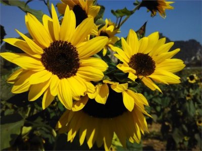 ​美女美食美景，半岛机车音乐节五一点燃激情