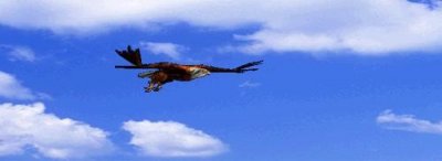 ​鸟的种类和图片