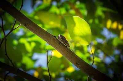 ​400一斤的知了，遭市民大量捕捉，专家却称是好事！怎么回事？