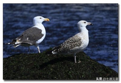 ​拍鸟图选：小黑背鸥