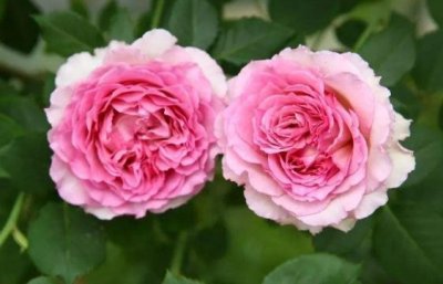 ​新手养花不如养一盆“罗衣”，花团锦簇，香味浓郁，适合盆栽养殖