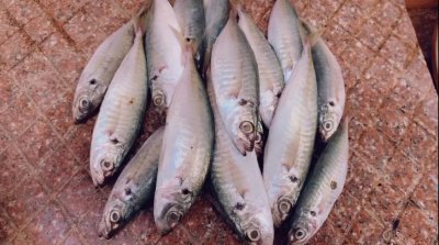 ​巴浪鱼还是汕头婆婆这个做法好吃，简单易学无腥味