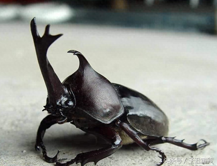 昆虫图集:独角仙