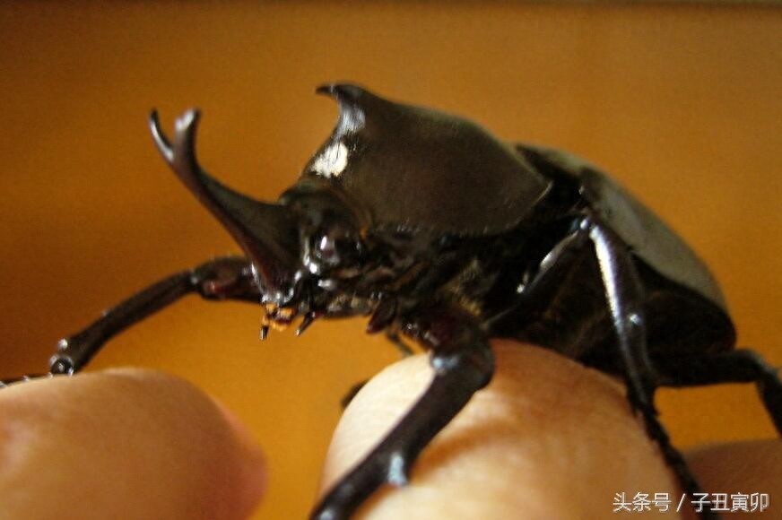 昆虫图集:独角仙