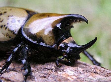 昆虫图集:独角仙