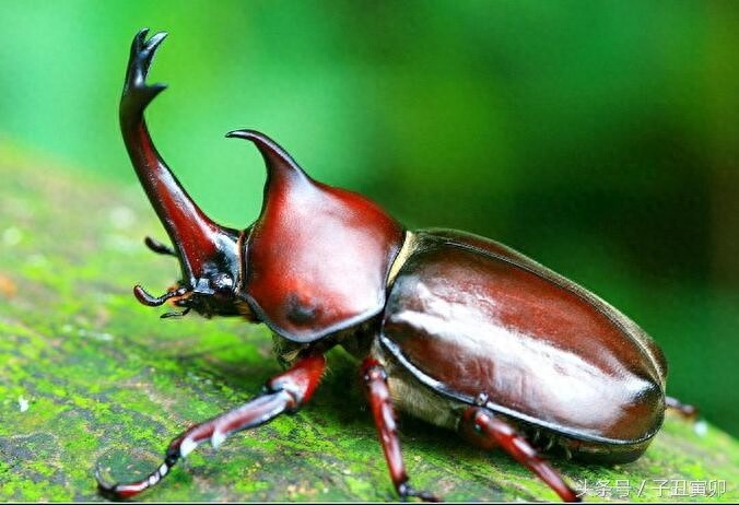 昆虫图集:独角仙