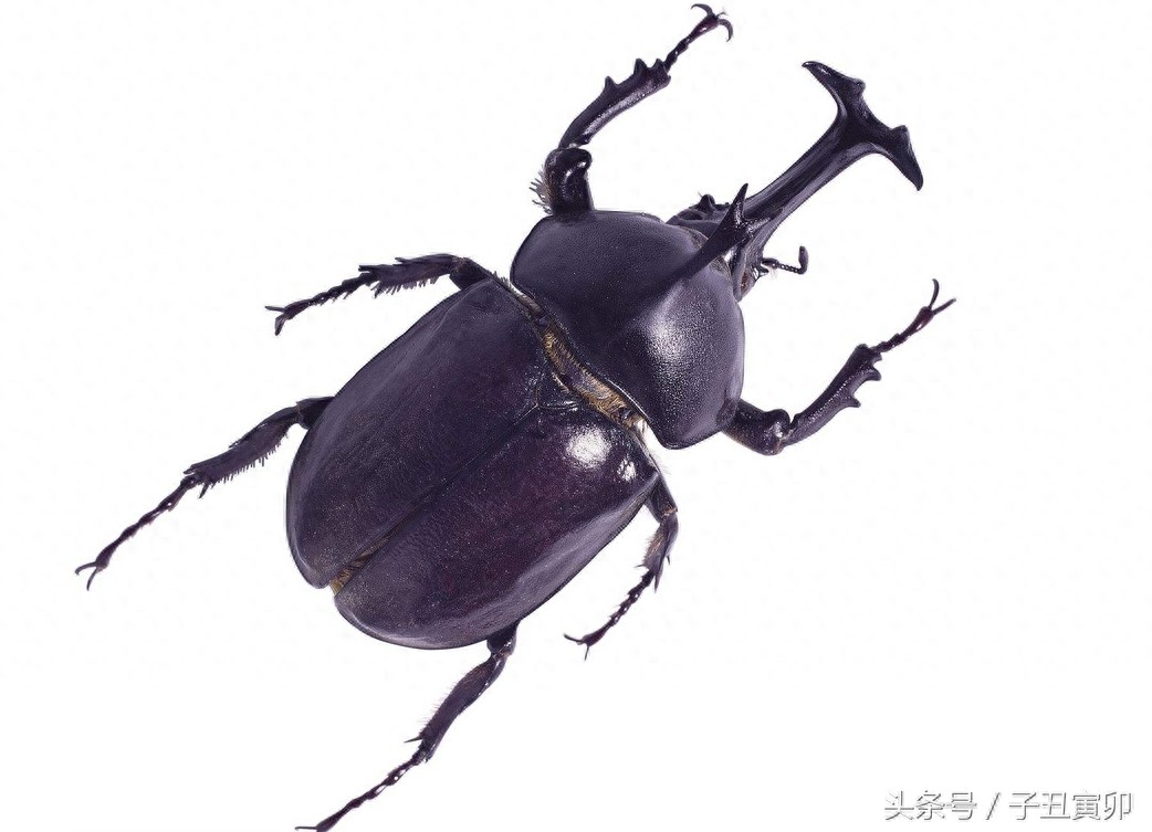 昆虫图集:独角仙