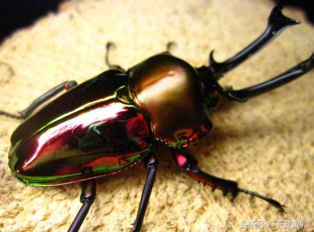 昆虫图集:独角仙