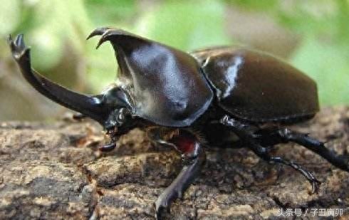 昆虫图集:独角仙