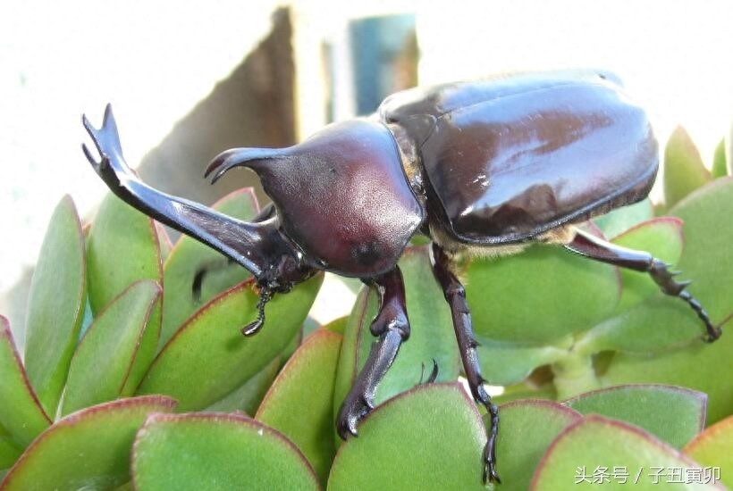 昆虫图集:独角仙