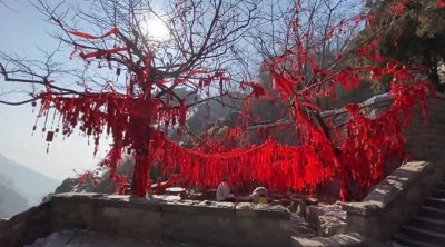 ​新晋网红祈愿树，有人因它获上千好友脱单！无论在哪10分钟就能到