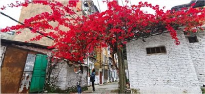 ​桂林这一树繁花的三角梅意外成“网红”