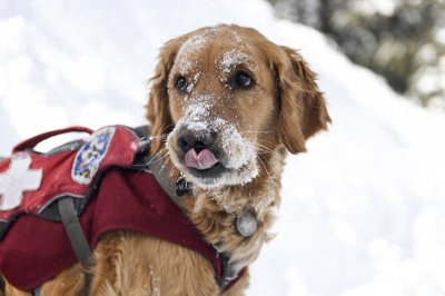 ​搜救犬多厉害？500平方米1滴血，搜救犬用时87秒就找到