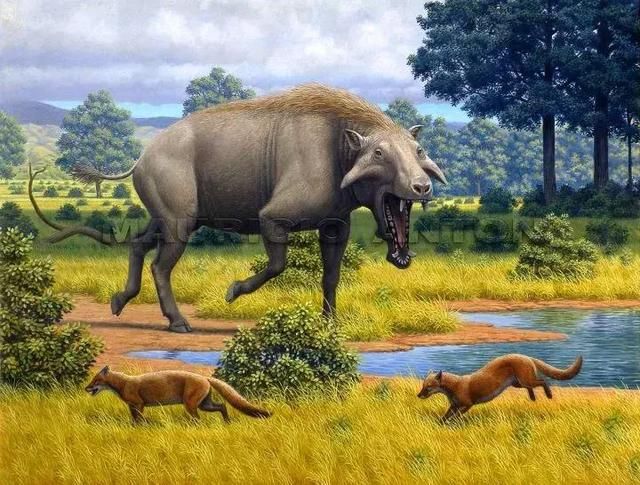 恐猪长什么样子图片（比野猪更牛的“猪”历史分享）