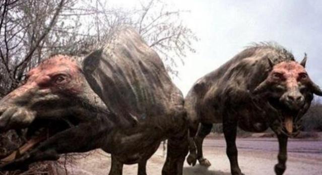 恐猪长什么样子图片（比野猪更牛的“猪”历史分享）