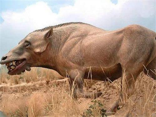 恐猪长什么样子图片（比野猪更牛的“猪”历史分享）