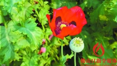 ​阿富汗盛放的“罪恶之花”