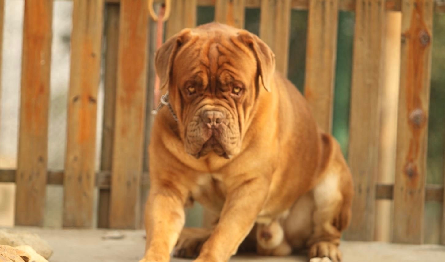 英国国宝犬：英国獒英姿飒爽不输藏獒