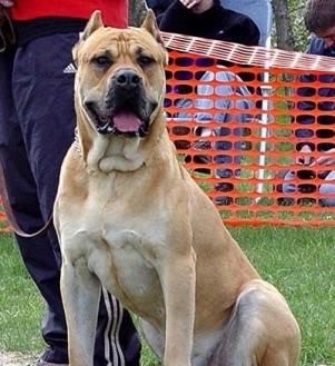 英国国宝犬：英国獒英姿飒爽不输藏獒