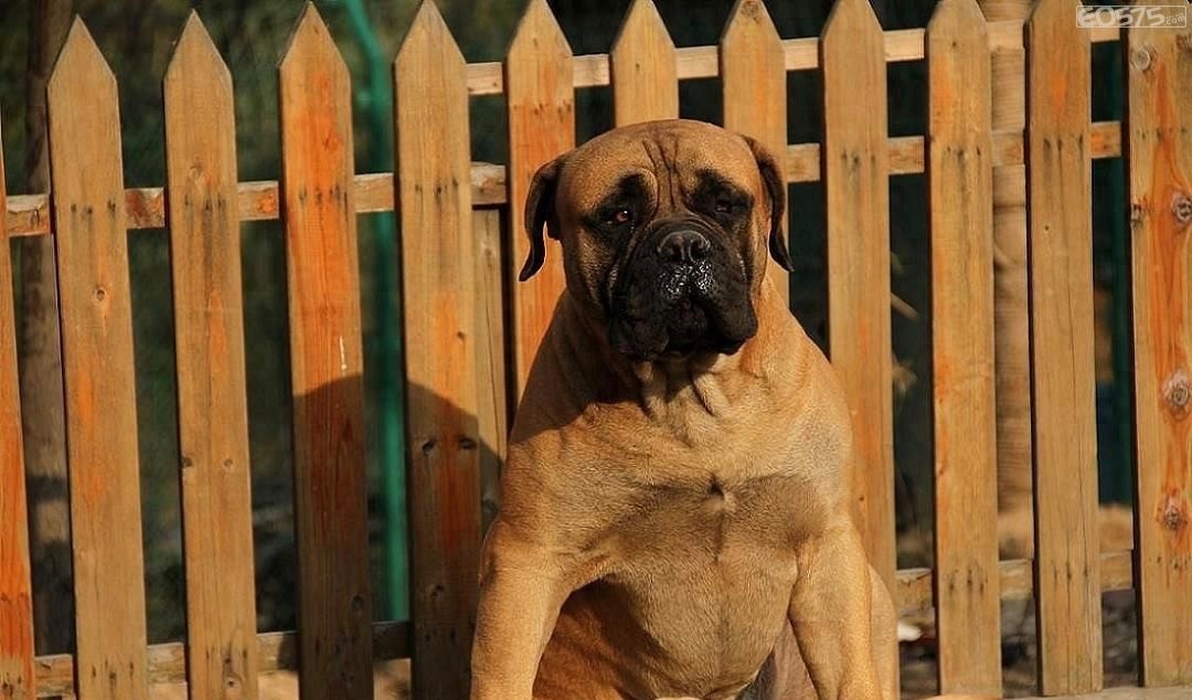 英国国宝犬：英国獒英姿飒爽不输藏獒