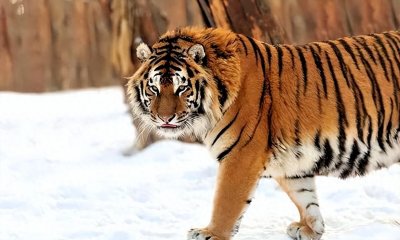 ​1974年属虎的今年多大？属虎2024年运势及运程全年每月解析！